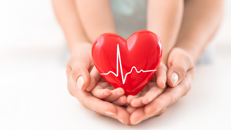 Hands holding a model of a heart