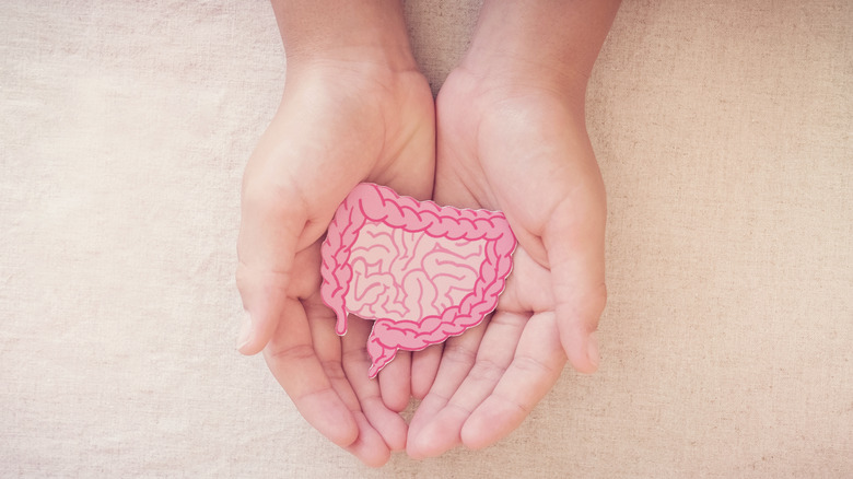 Hands holding a model of the human digestive system