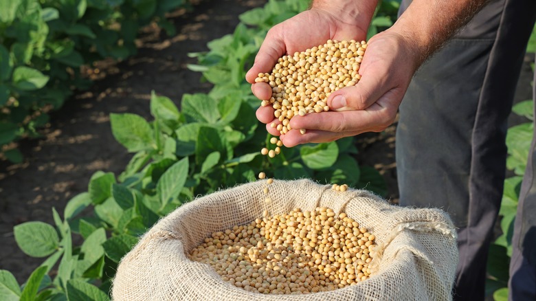 farmer holding whole grains 