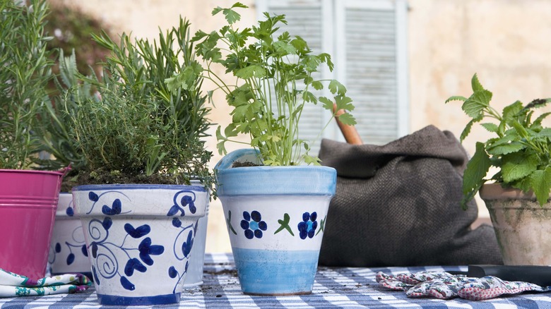 Herbs and plants in colorful pots 