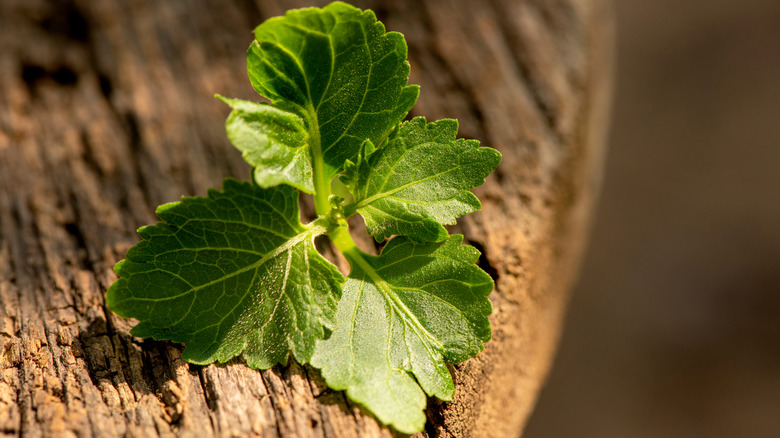 patchouli leaves on wood stump