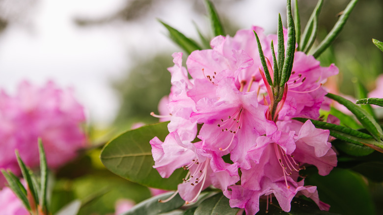 Rhododendron flowers