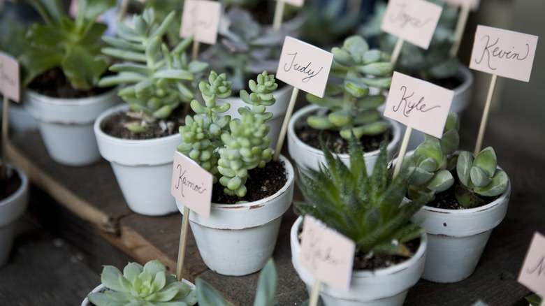 Succulent wedding favors