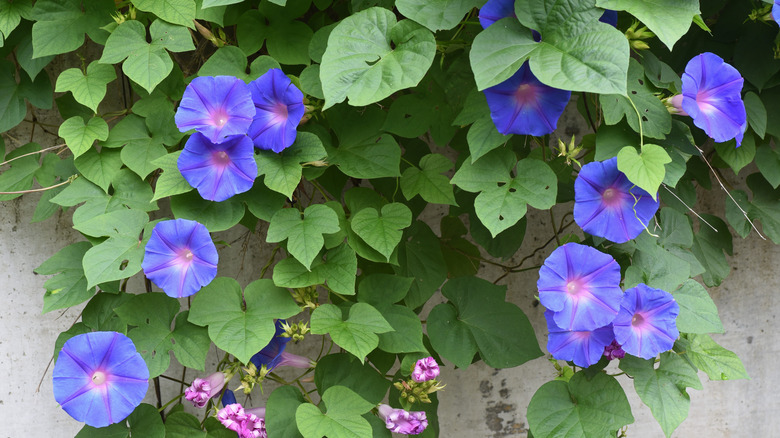 purple morning glories