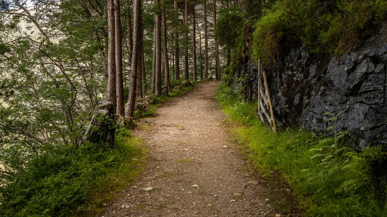 forest woods trail trees