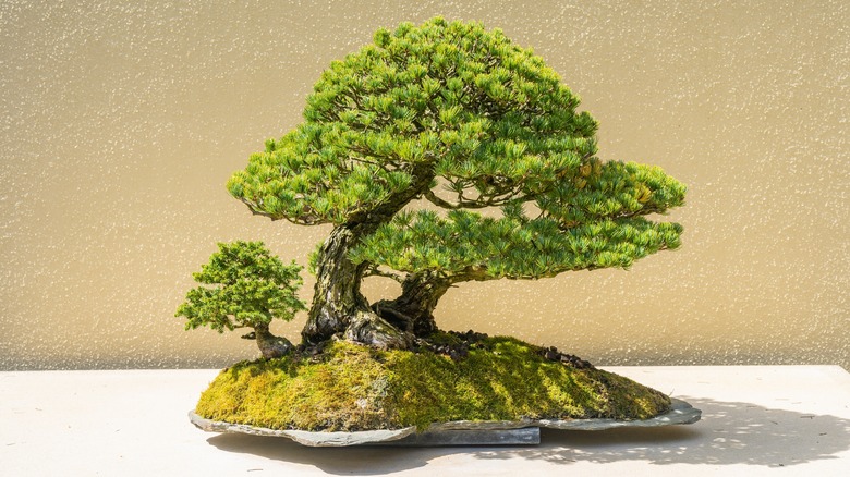 Bonsai tree on table