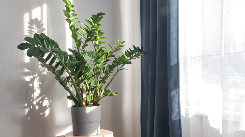 Potted ZZ plant in window