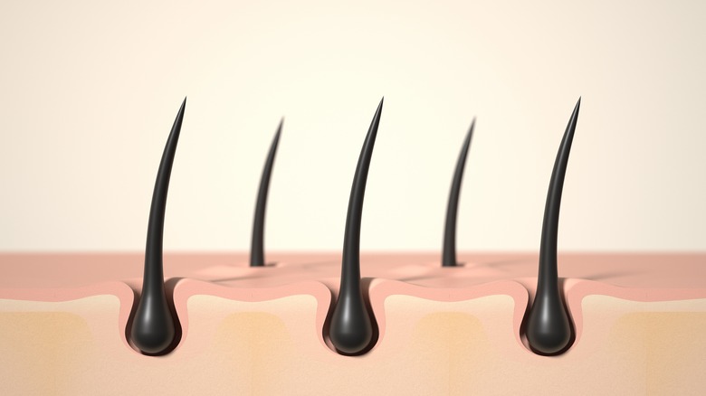 image of hair follicles