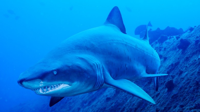 A shark in the water