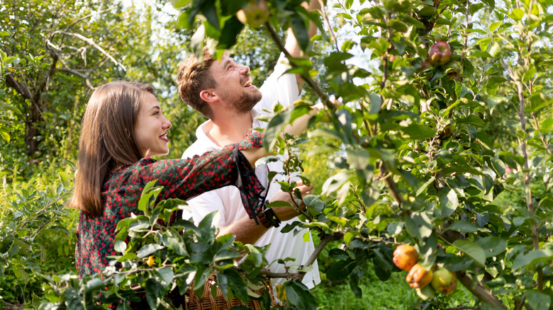 Couple apple picking