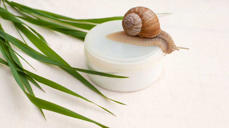 snail on mucin bottle