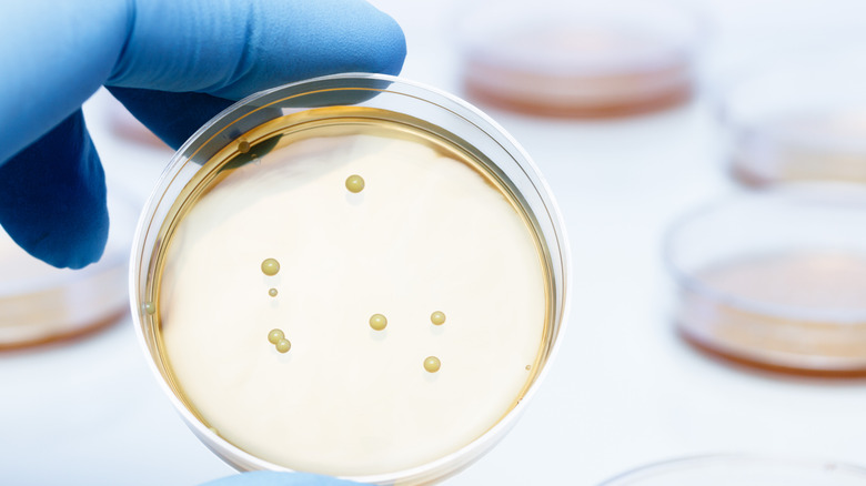 Scientist holds petri dish.