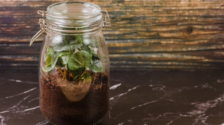 Terrarium in a glass jar