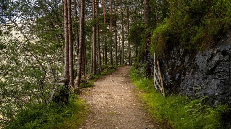 Forest trail