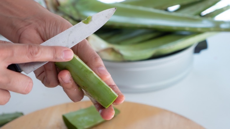 Woman peeling aloe vera plant