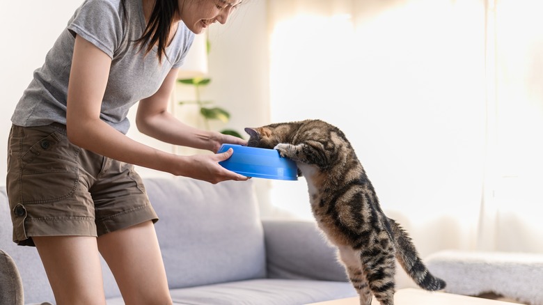 person feeding their cat