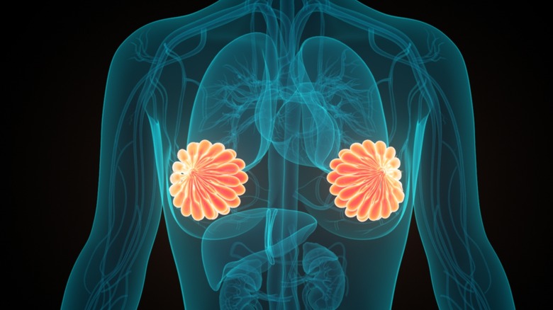 Illustration showing mammary glands on human body