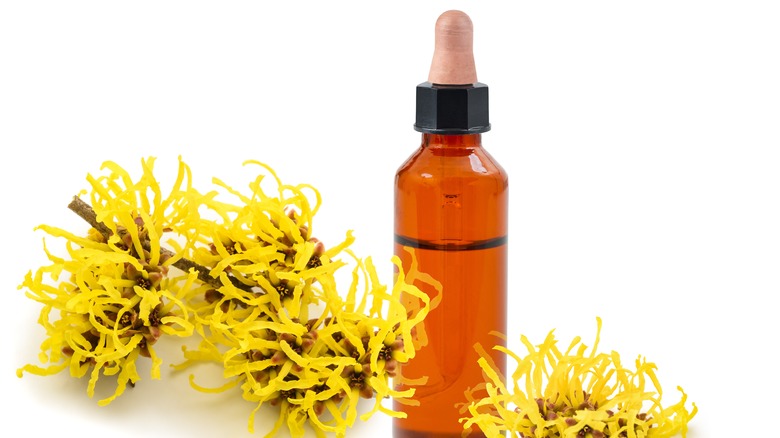 Witch hazel and witch hazel flowers 