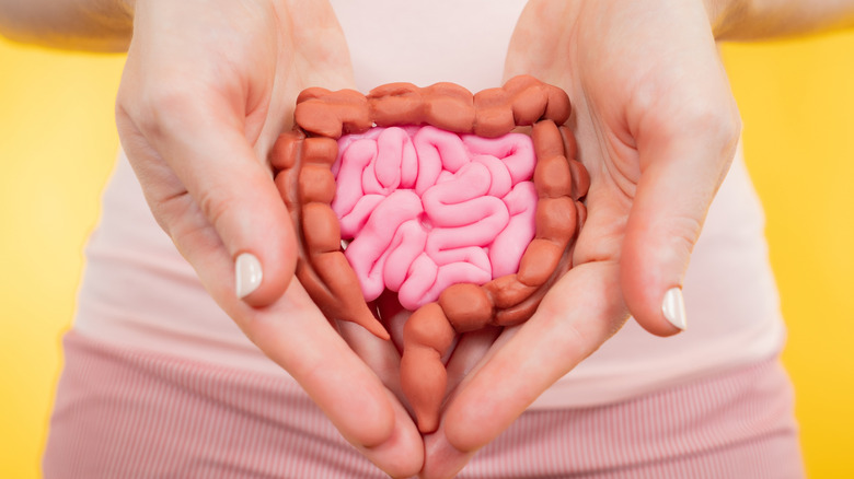 Person holding model of digestive system