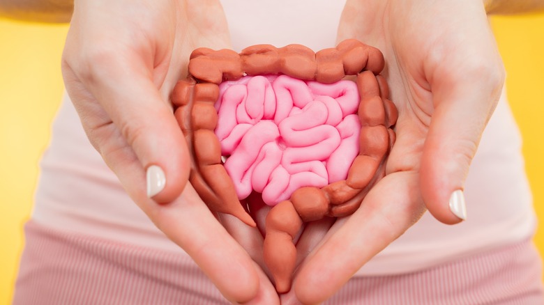 Person holding model of digestive system