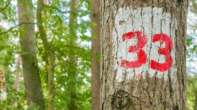 33 on a tree