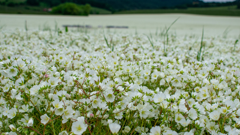 Limnanthes alba flowers