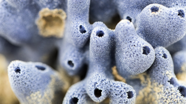 blue marine sponge