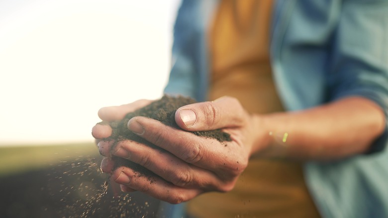 handful of soil