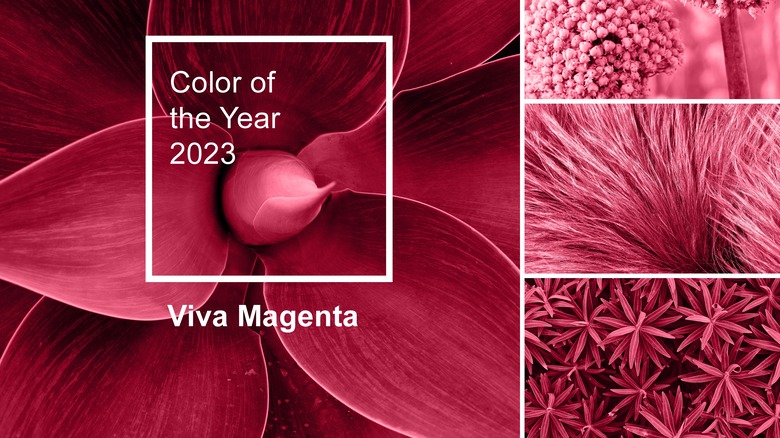 Pantone Viva Magenta