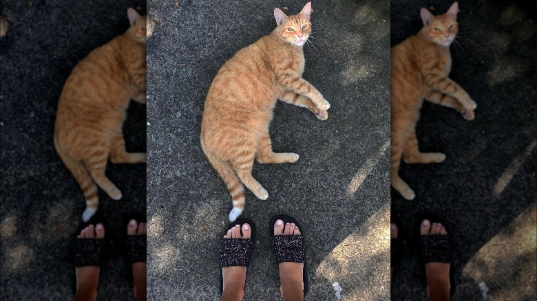 Glitter slides and a cat