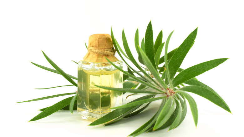 Tea tree oil with plant