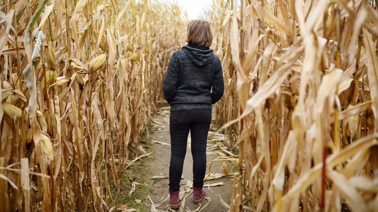 Walking through a corn maze