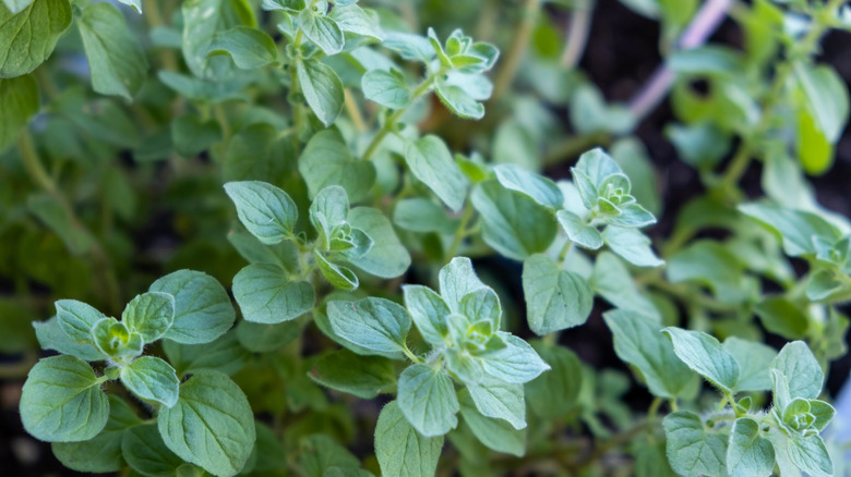 oregano plant
