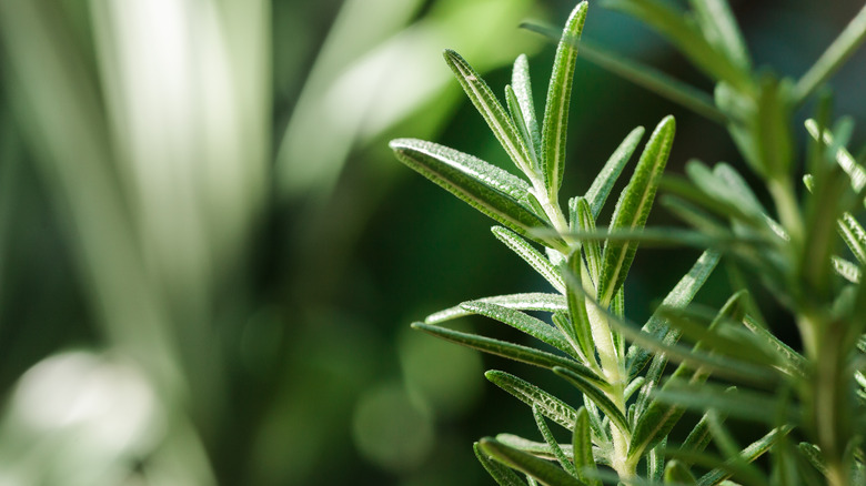 Rosemary plant