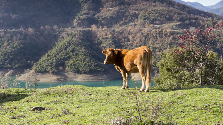 Taurus represented by a bull