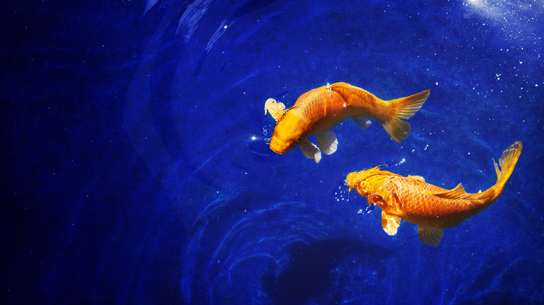 Fish representing Pisces