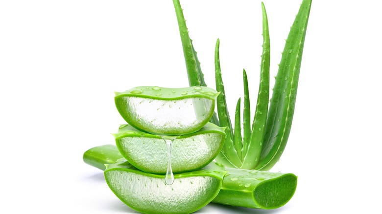Aloe vera plant