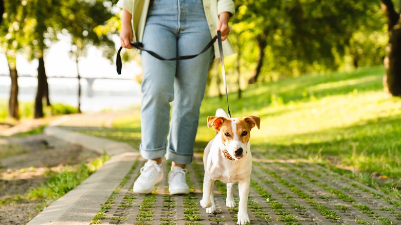Woman walks small dog