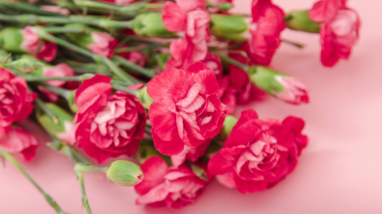 Red carnations on pink background