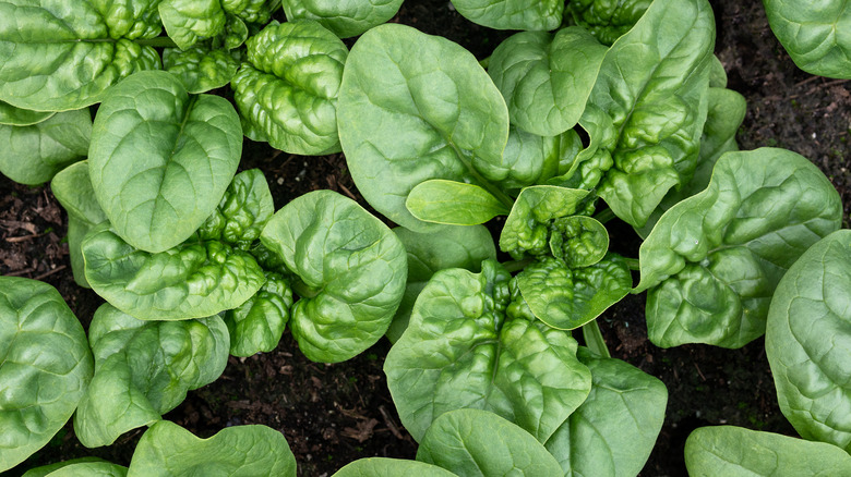 Spinach in a garden