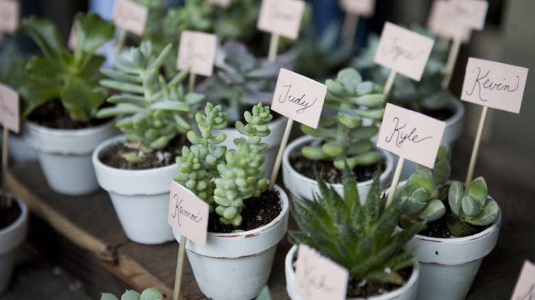 Wedding plant name cards