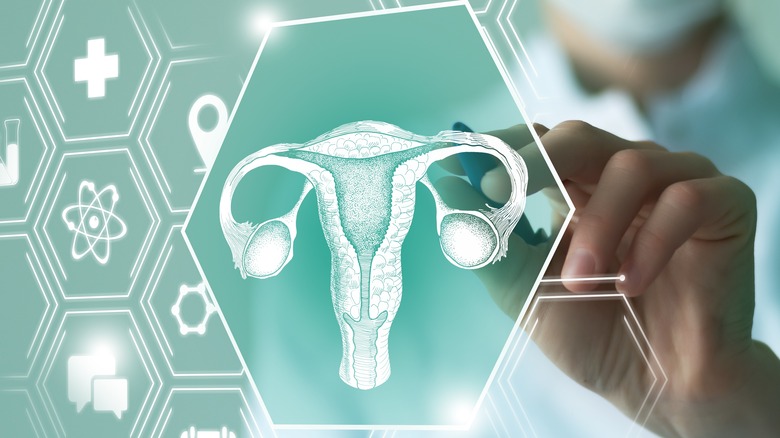 menstruation diagram