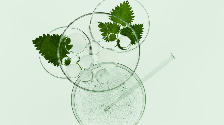 Ingredients in petri dishes 