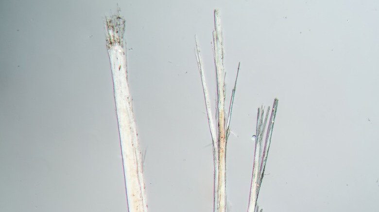 Hair breakage examples